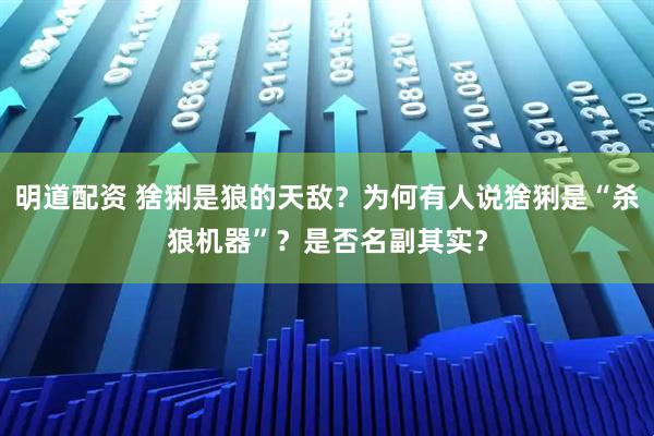 明道配资 猞猁是狼的天敌？为何有人说猞猁是“杀狼机器”？是否名副其实？