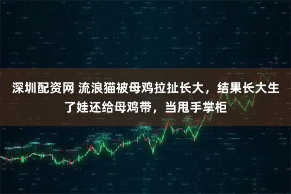 深圳配资网 流浪猫被母鸡拉扯长大，结果长大生了娃还给母鸡带，当甩手掌柜